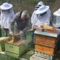 23Bienen1w